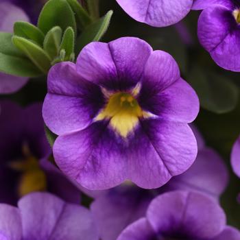 Calibrachoa 'Balcanumlu' 