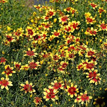 Coreopsis verticillata 'TNCORSG' 