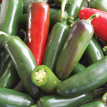 Capsicum annuum 'Mucho Nacho' 