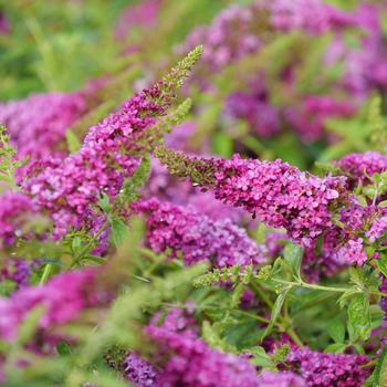 Buddleia Lo & Behold® 'Ruby Chip®'