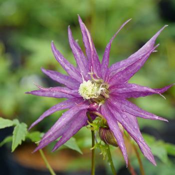 Clematis Sparky® 'Purple'