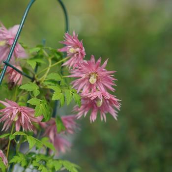 Clematis Sparky® 'Pink'