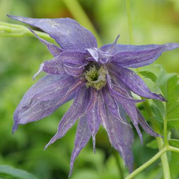 Clematis Sparky® 'Blue'