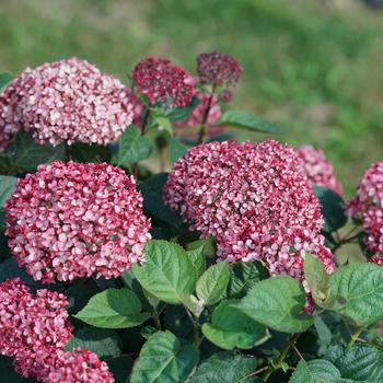 Hydrangea arborescens 'Invincibelle Garnetta®'