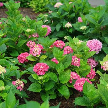 Hydrangea macrophylla Let's Dance® 'Big Band®'