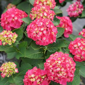 Hydrangea macrophylla 'SMNHML' PP32317