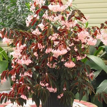 Begonia 'Jim's Cotton Candy' 