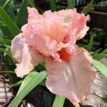 Iris germanica 'Island Sunset' 