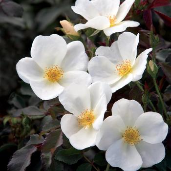 Rosa Knock Out® '' (158697)