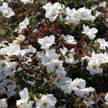 Rosa Knock Out® 'White'