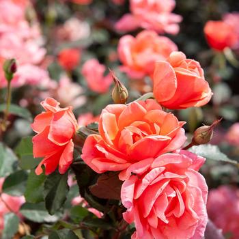 Rosa Knock Out® 'Coral' PP19803
