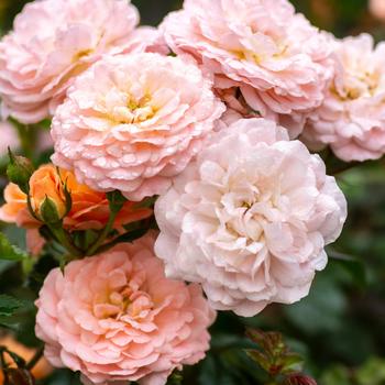 Rosa 'Apricot Drift®'