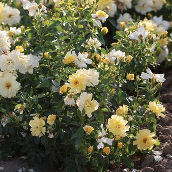 Rosa 'Lemon Drift®'