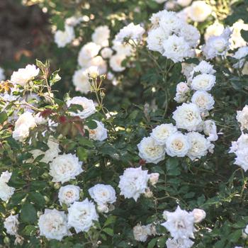 Rosa 'Meizorland' PP28054, CPBR 5592