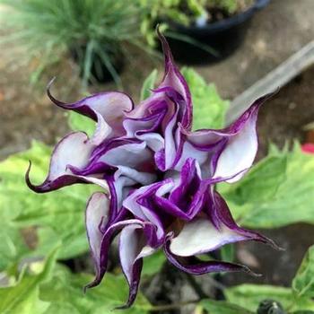 Datura metel 'Blackcurrant Swirl' 