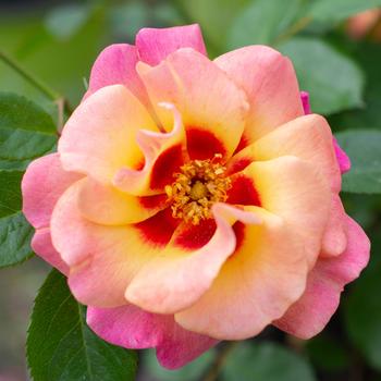 Rosa 'Sprolemango' PP 30,589