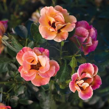 Rosa Eyeconic® '' (158757)