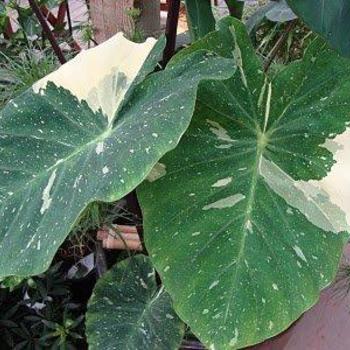 Colocasia 'Ele Paio' 
