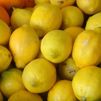 Citrus limon