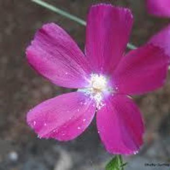 Callirhoe papaver