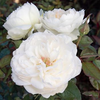 Rosa 'Bolero™'