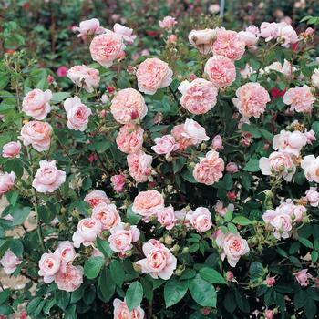 Rosa 'Meiroupis' 