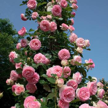 Rosa 'Meiviolin' 