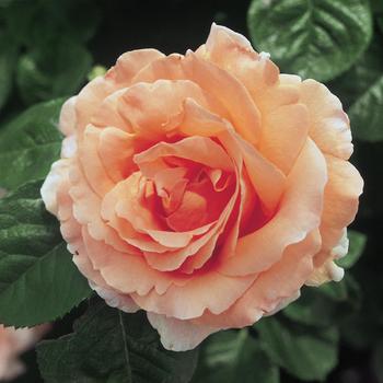 Rosa 'MEItosier' 