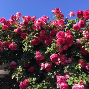 Rosa Eden Climber® 'Pretty in Pink'