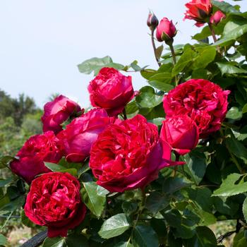 Rosa 'Eden Climber® Red'