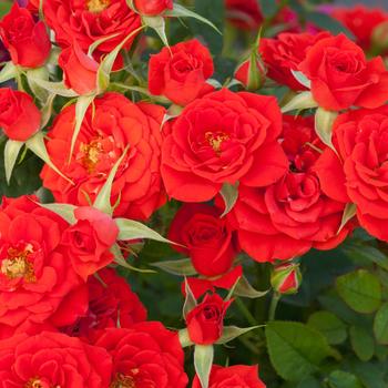 Rosa Sunblaze® 'Autumn'