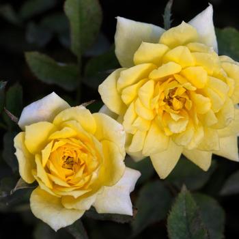 Rosa Sunblaze® 'Golden'