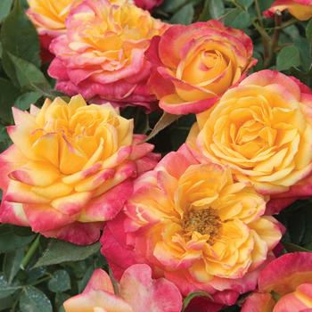 Rosa Sunblaze® Rainbow