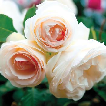 Rosa 'White Eden®'