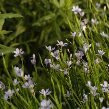 Sisyrinchium angustifolium 'Suwanee' 