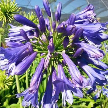 Agapanthus praecox Straight A™ 'Blue Bayou'