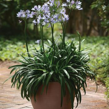 Agapanthus praecox 'Barley Blue' 