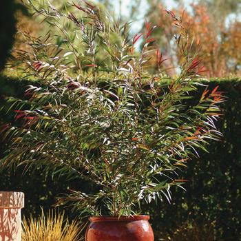 Agonis flexuosa 'Burgundy'