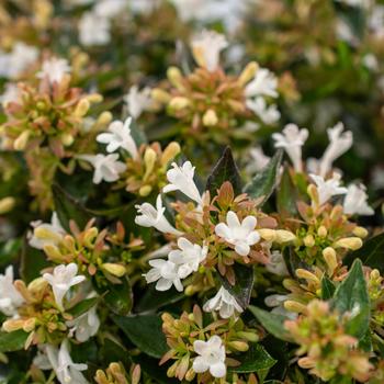 Abelia 'oo-bc-47-7r' PPAF