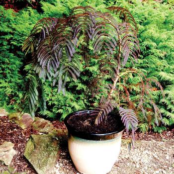 Albizia julibrissin 'Chocolate Fountain™'