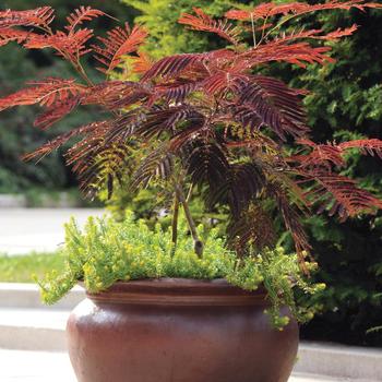 Albizia julibrissin 'Summer Chocolate'