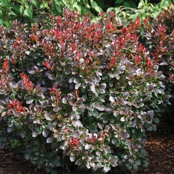 Berberis thunbergii 'Midnight Ruby'