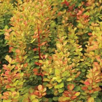 Berberis thunbergii 'Orange Torch' PPAF