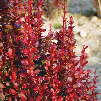 Berberis thunbergii 'Red Torch'