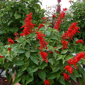 Salvia splendens van houttei 'Faye Chapel' 