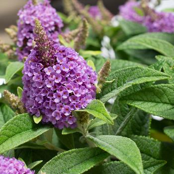 Buddleia davidii 'Buddaplav' 