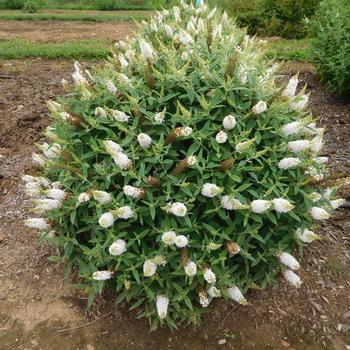 Buddleia davidii 'Dapconwhi' PPAF