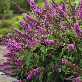 Buddleia Flutterby Petite® 'Tutti Fruitti Pink'