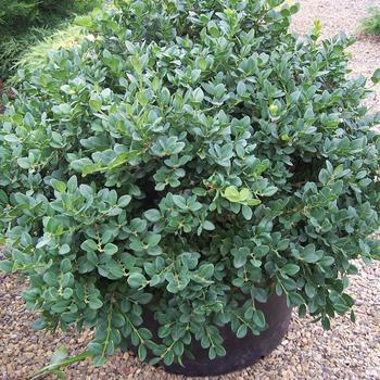 Buxus 'Conrowe' PP19924