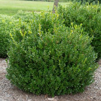 Buxus microphylla 'Little Missy' PP24703